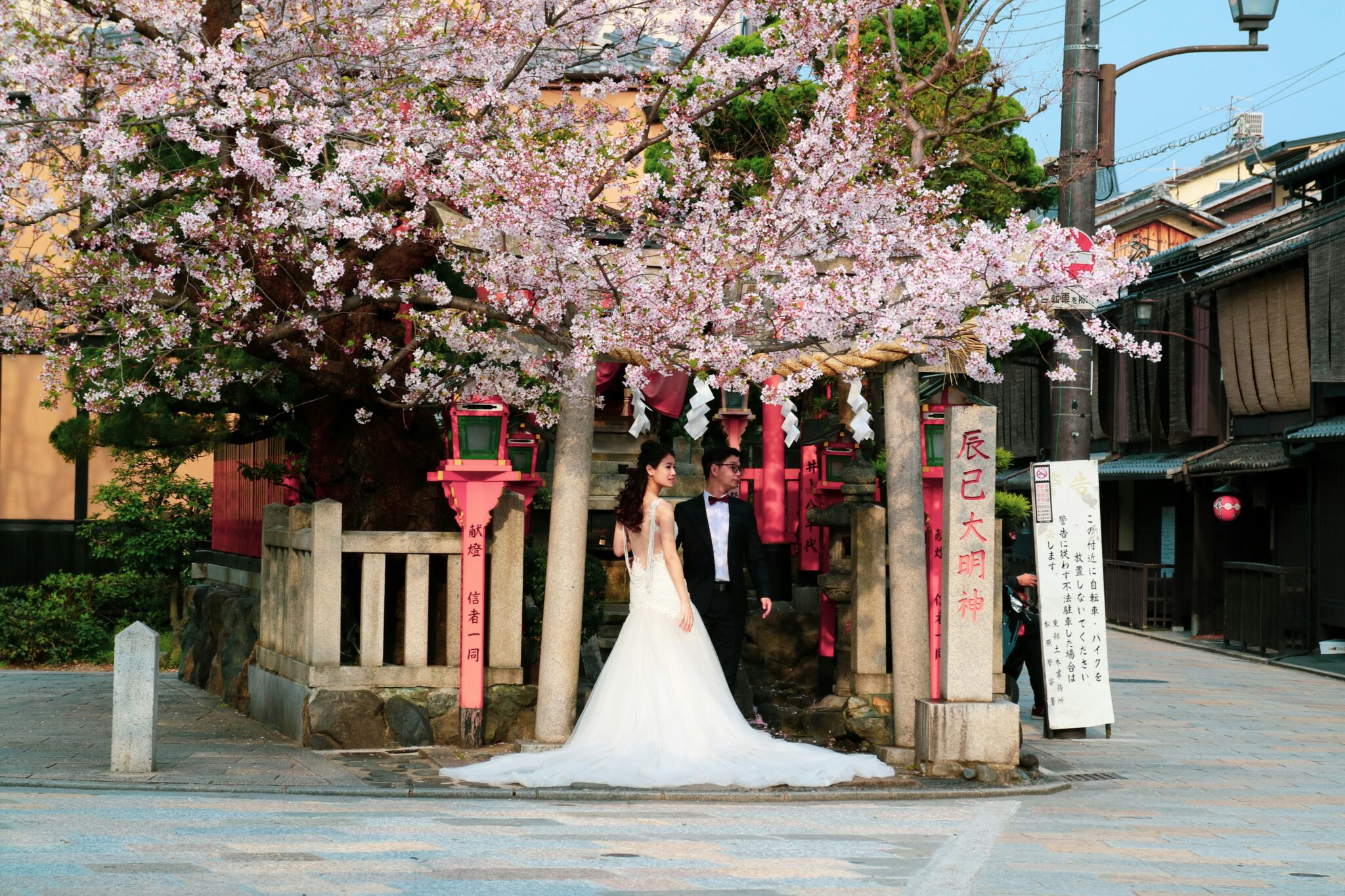 A newlywed couple under a cherry tree in Japan.