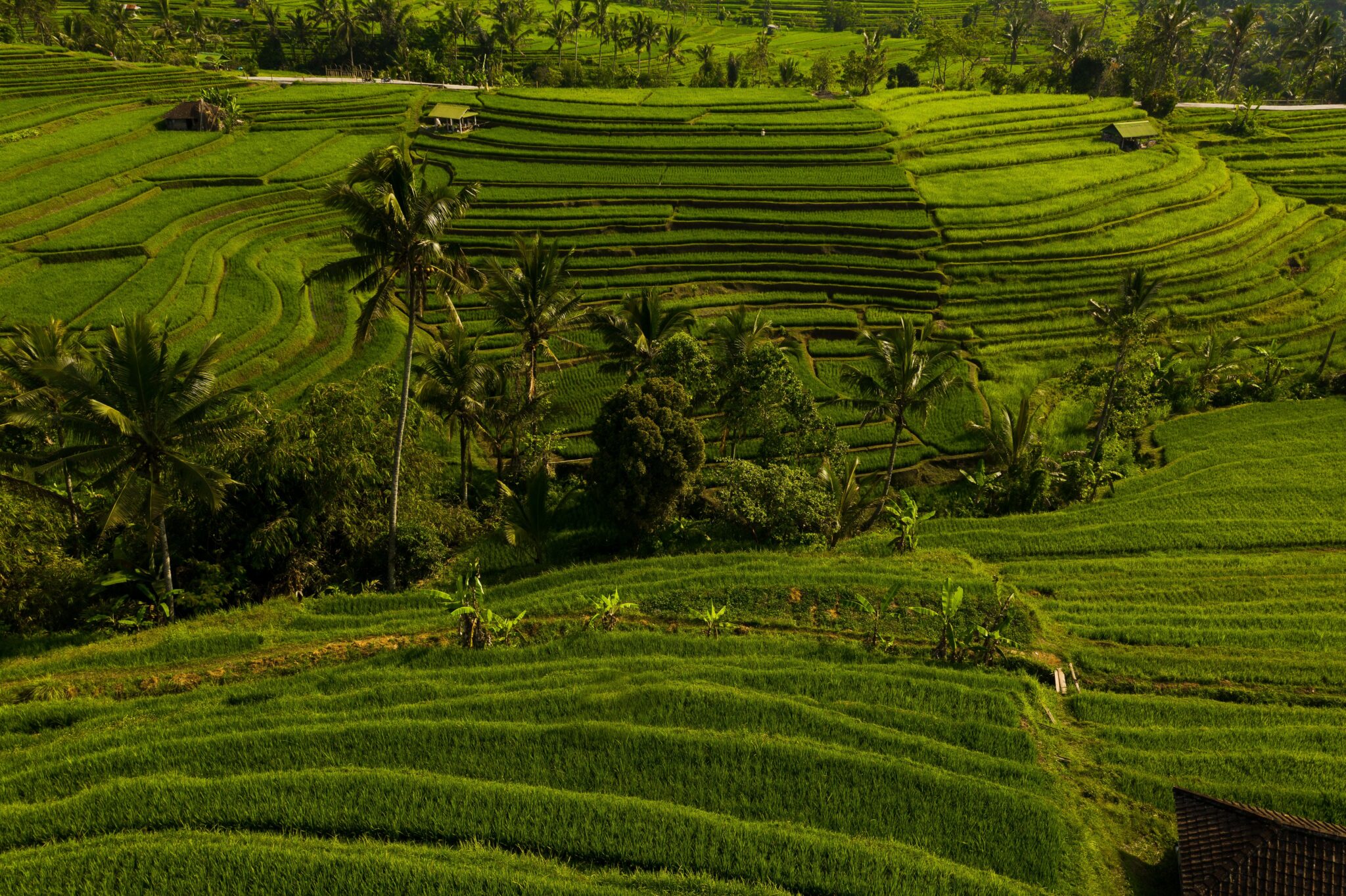 Rice fields in Bali, Indonesia